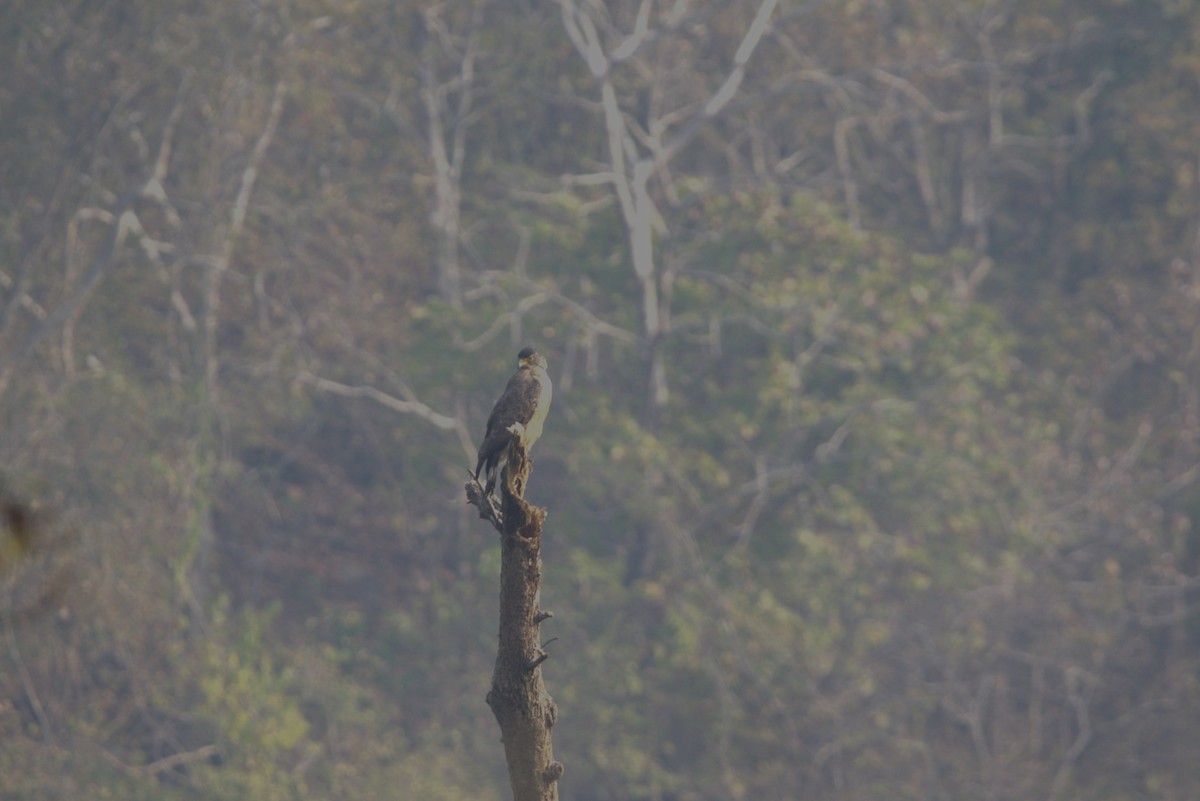Crested Serpent-Eagle - ML614684888