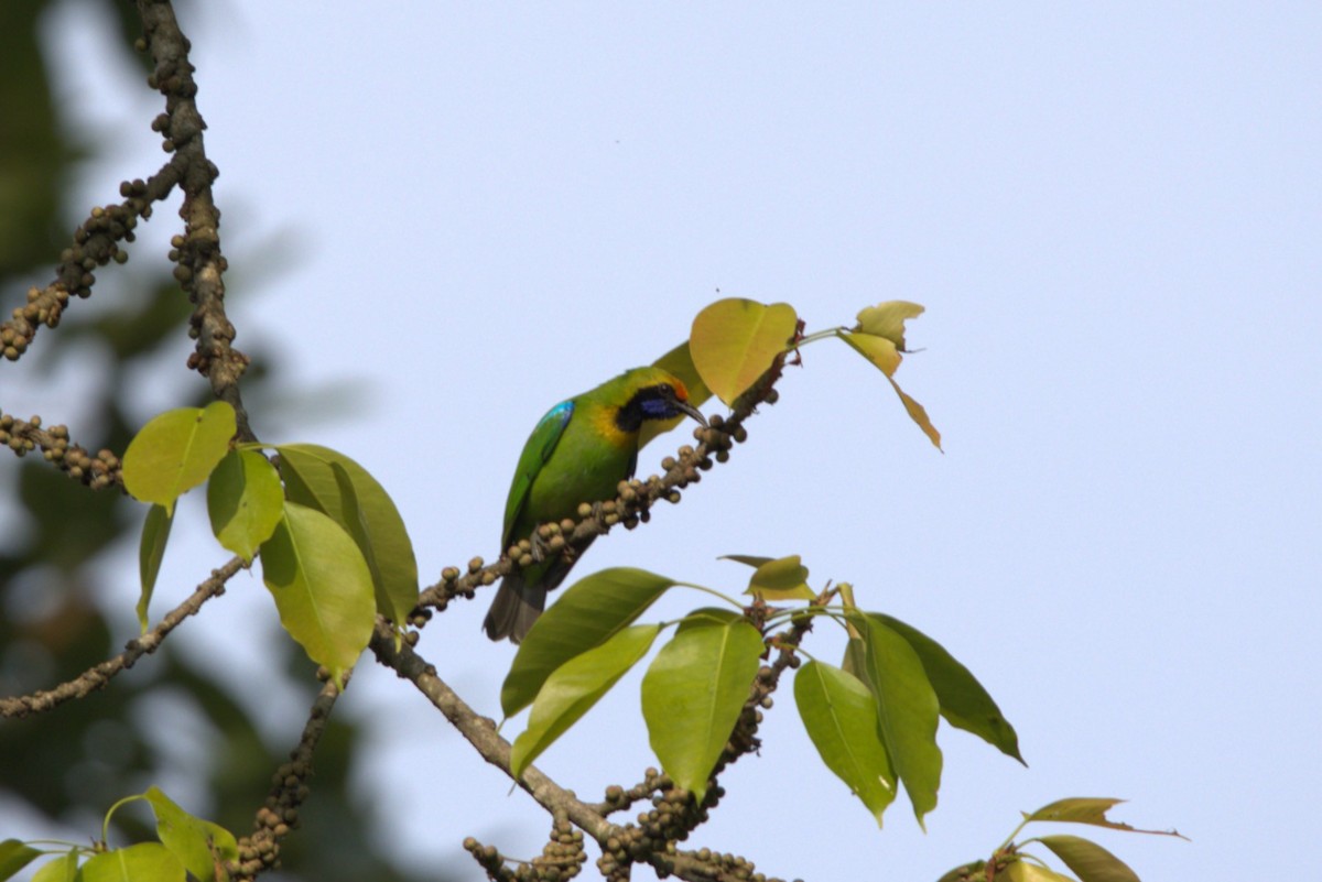 Golden-fronted Leafbird - ML614684939