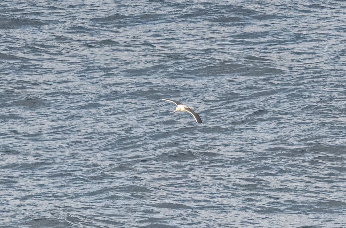 Northern/Southern Royal Albatross - ML614685245