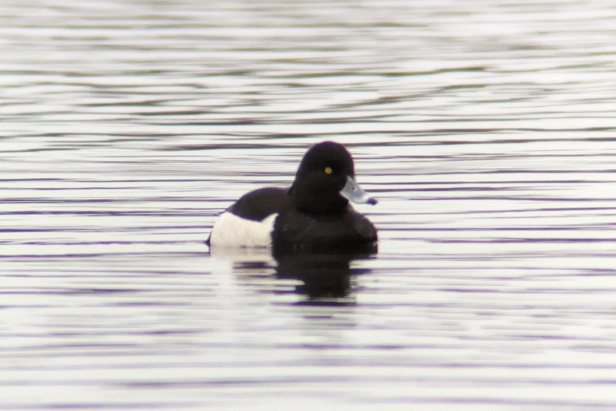 Tufted Duck - ML614685347