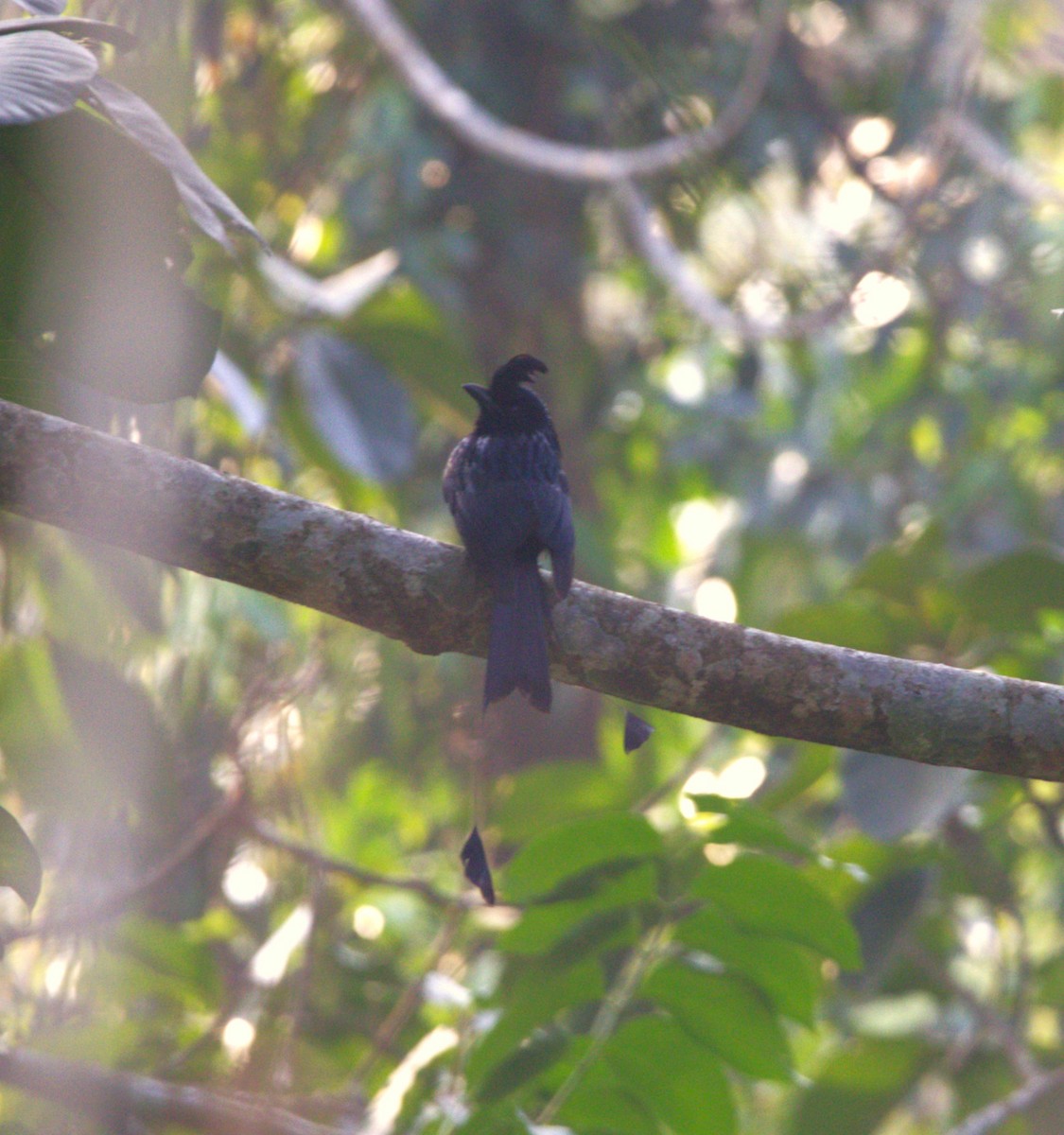 Greater Racket-tailed Drongo - ML614685383