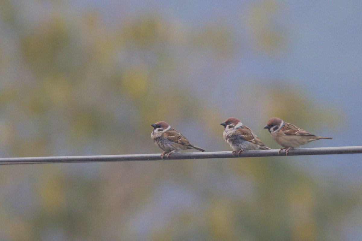 Eurasian Tree Sparrow - Sourav Das