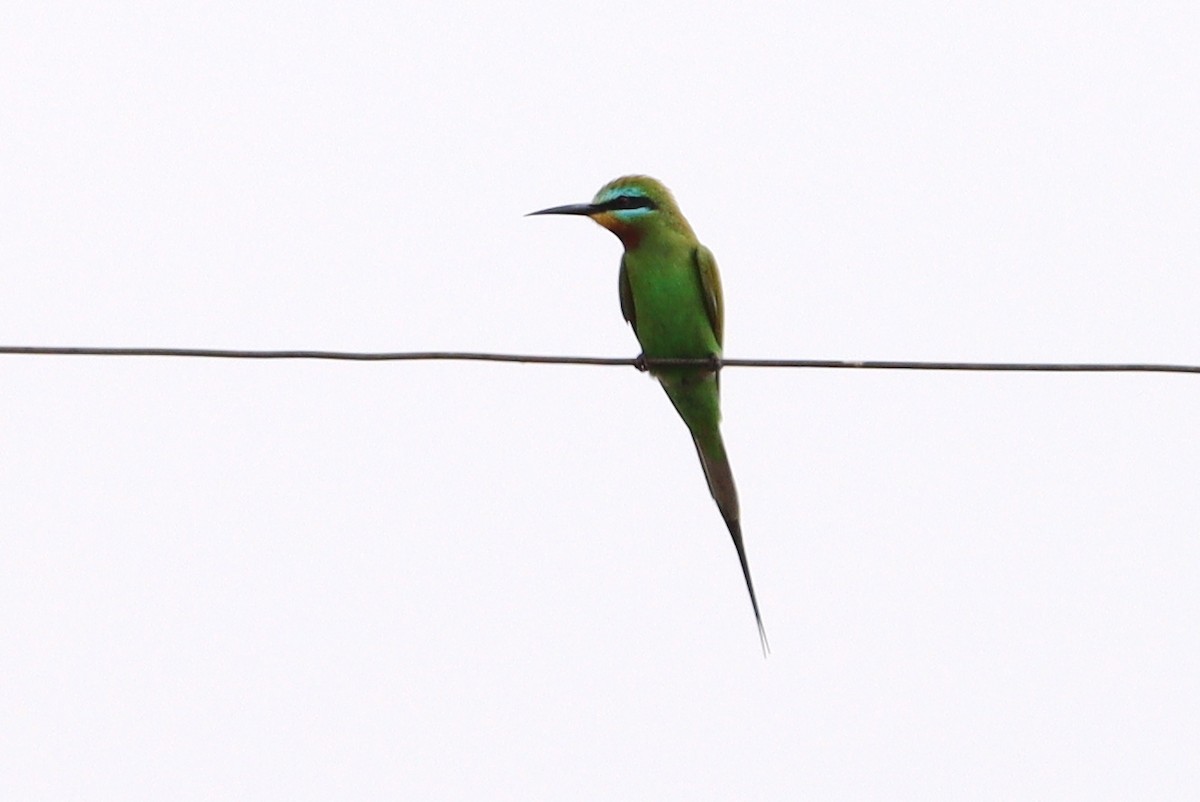 Blue-cheeked Bee-eater - ML614685540