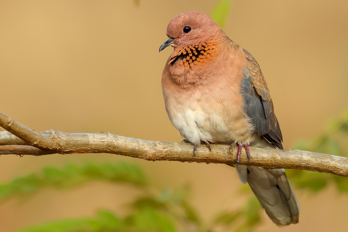 Laughing Dove - ML614685616