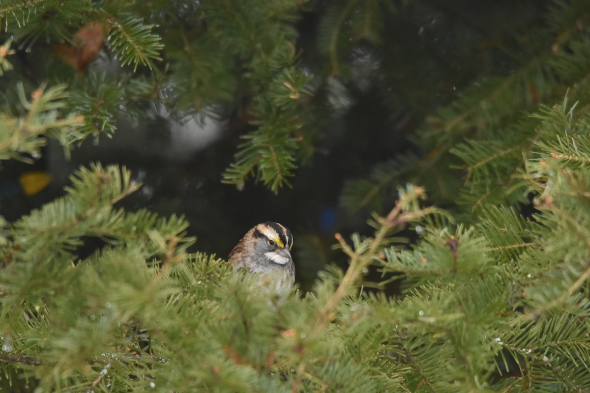 White-throated Sparrow - ML614685779