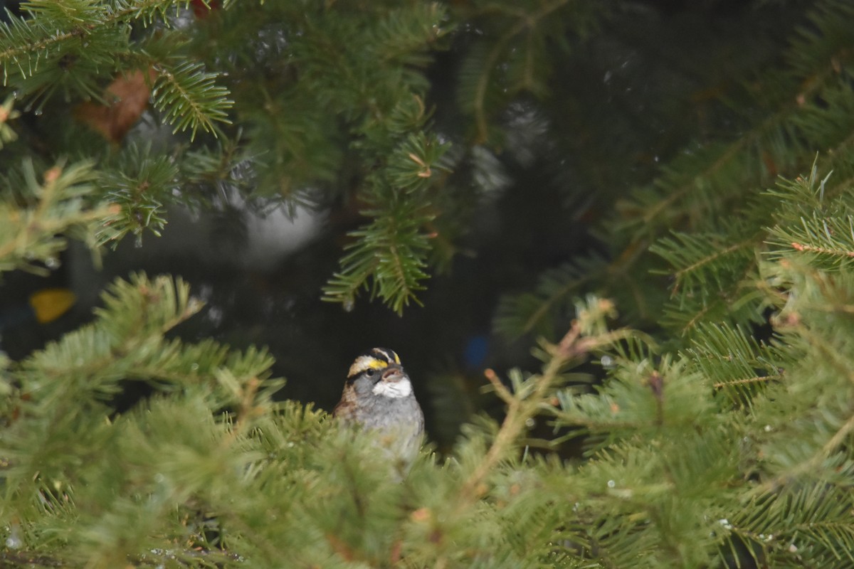 White-throated Sparrow - ML614685780
