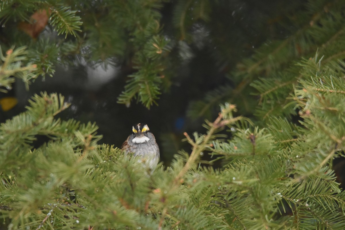 White-throated Sparrow - ML614685782