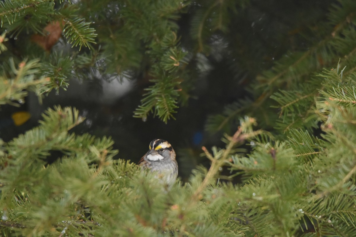 White-throated Sparrow - ML614685783