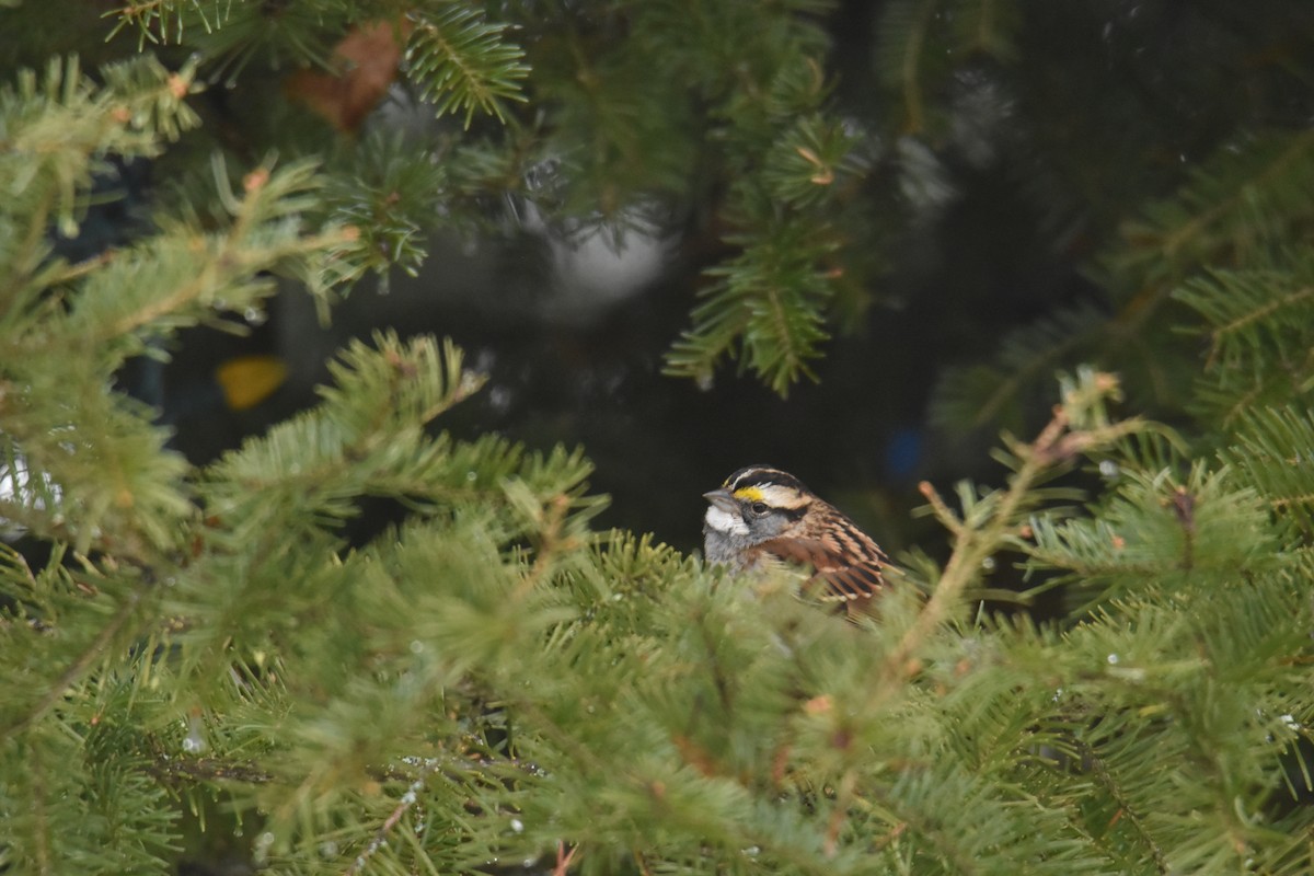 White-throated Sparrow - ML614685786