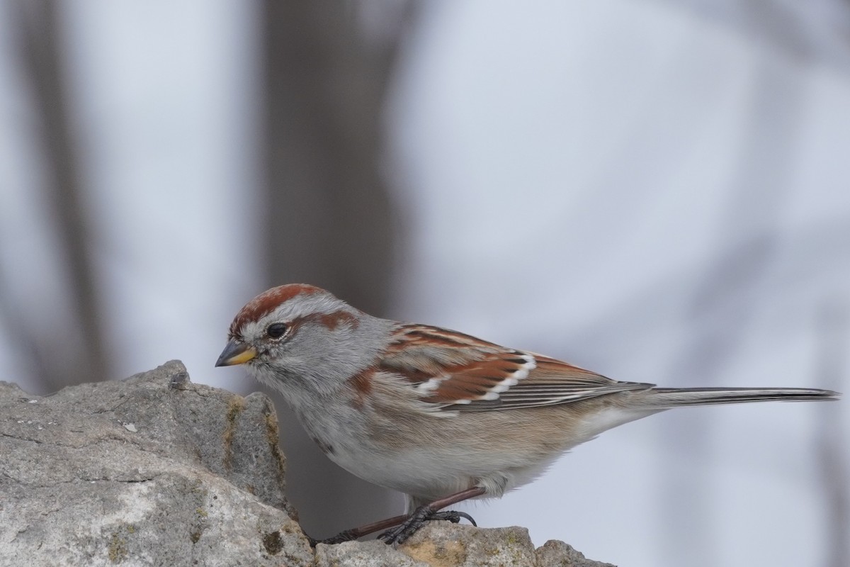 American Tree Sparrow - ML614685890