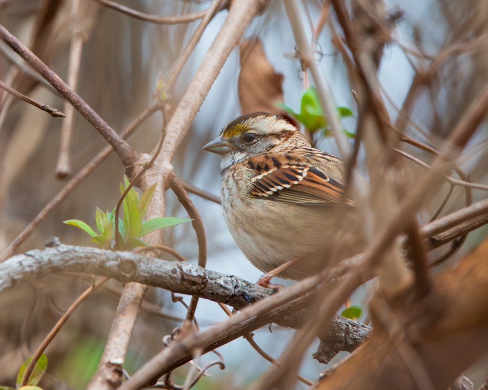 White-throated Sparrow - ML614686054