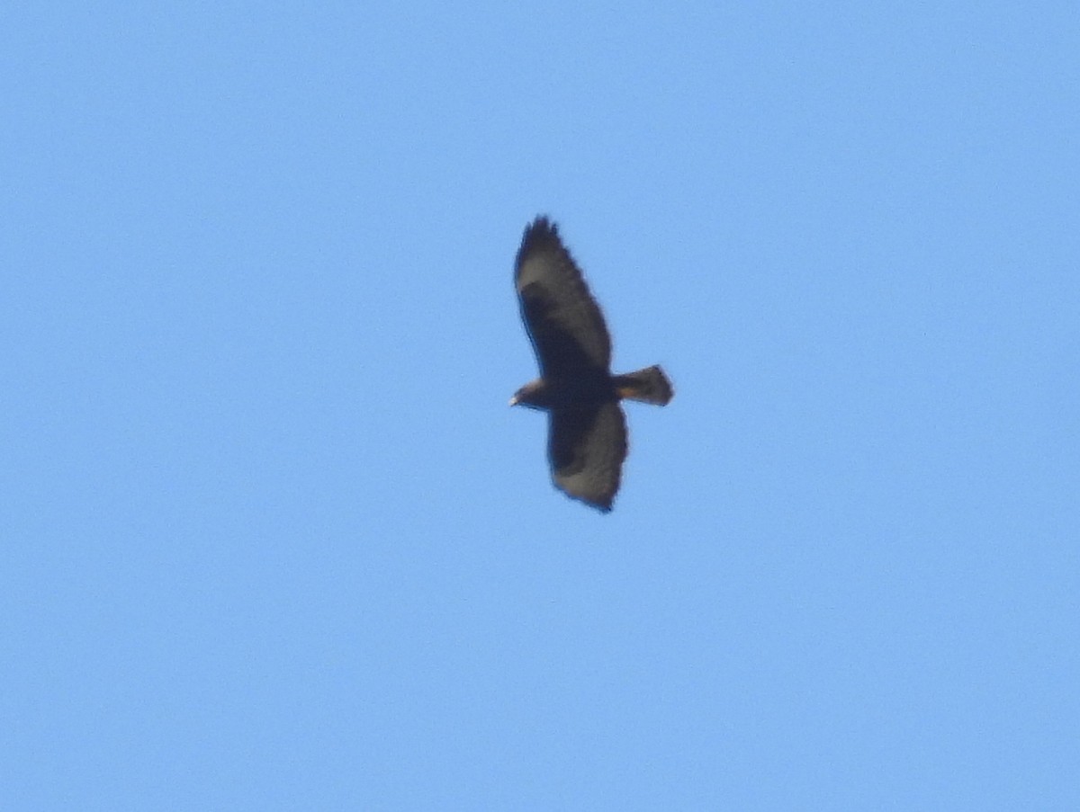 Short-tailed Hawk - ML614686140