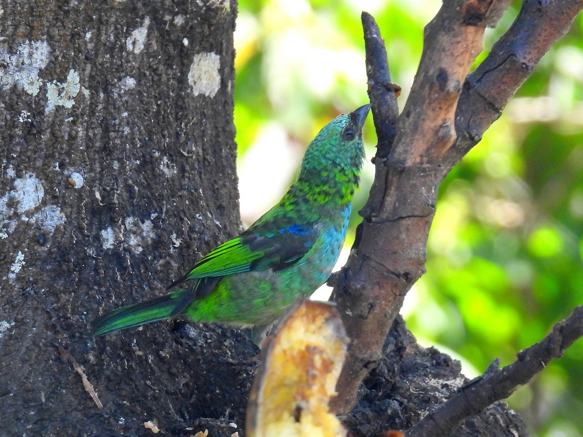 Green-headed Tanager - ML614686192