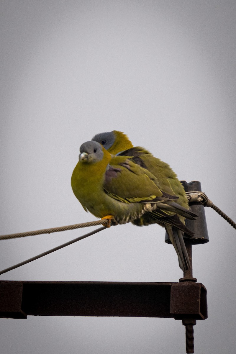 Yellow-footed Green-Pigeon - ML614686252
