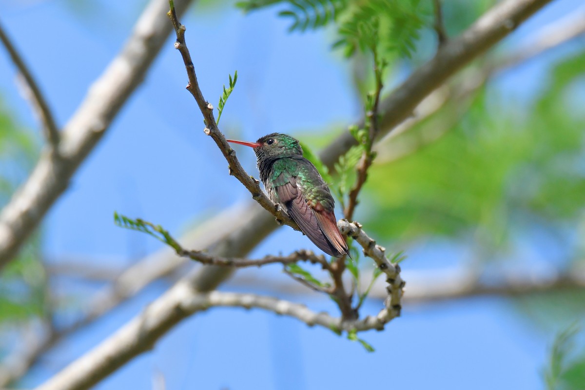 Rufous-tailed Hummingbird - ML614686338