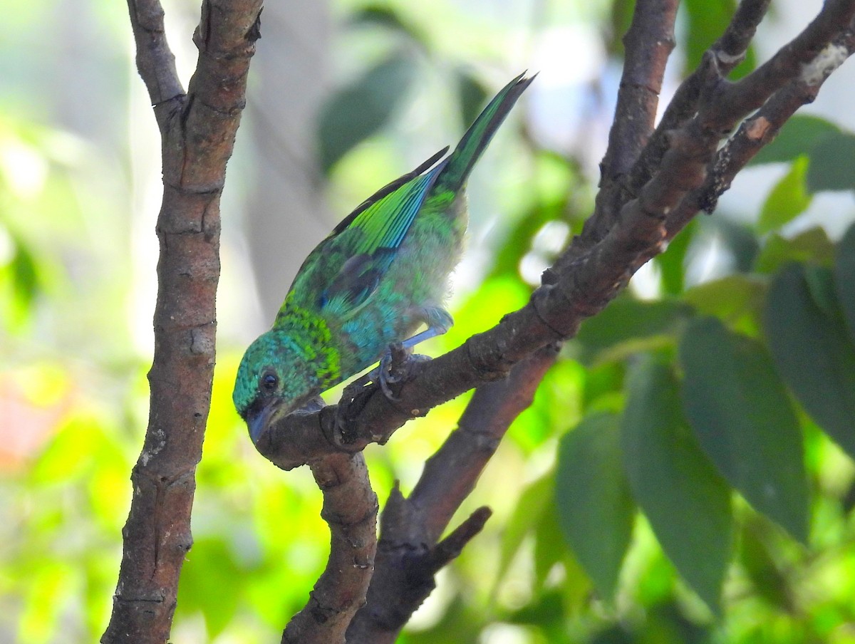 Green-headed Tanager - ML614686403