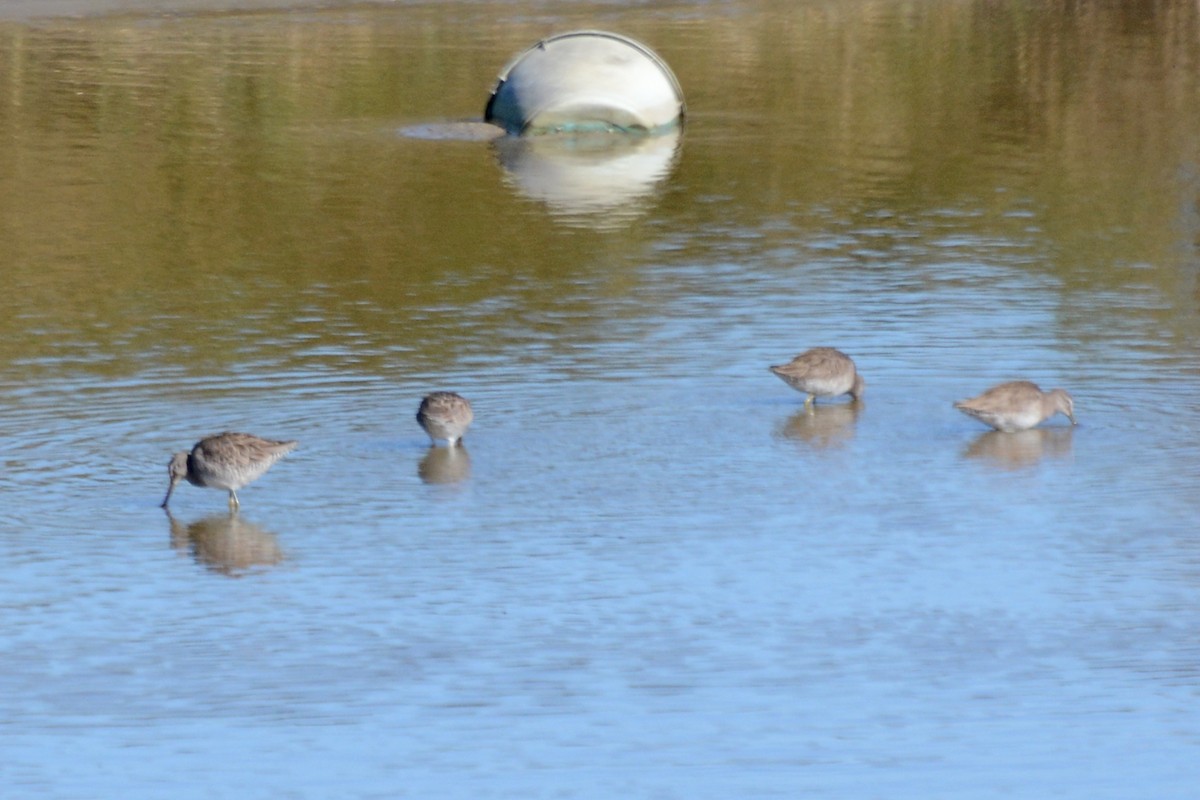 Long-billed Dowitcher - ML614686486