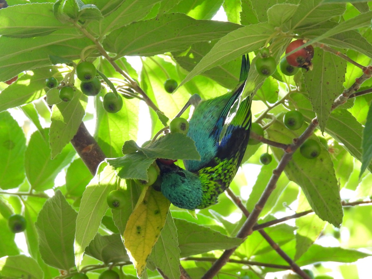 Green-headed Tanager - ML614686510