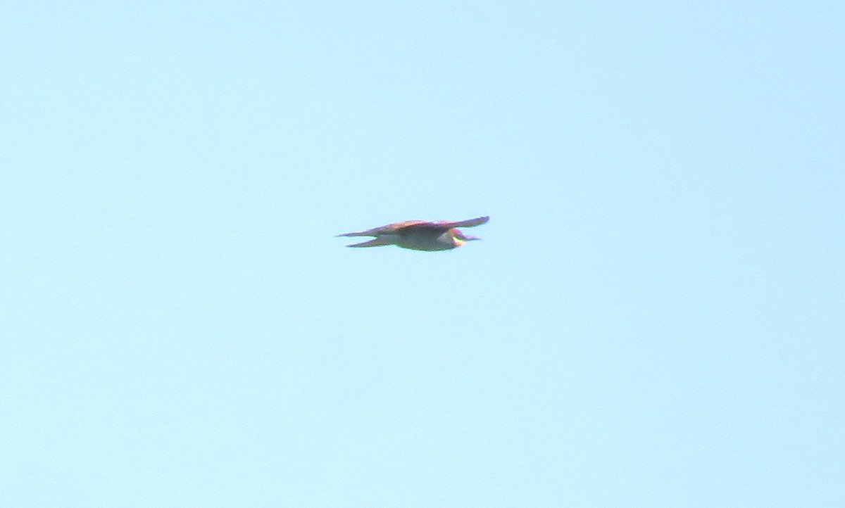European Bee-eater - ML614686641