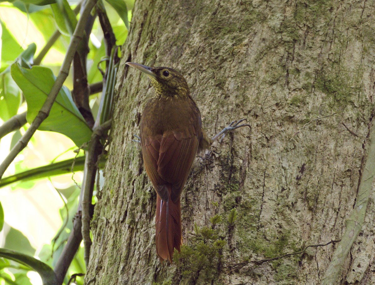 Spotted Woodcreeper - ML614686772