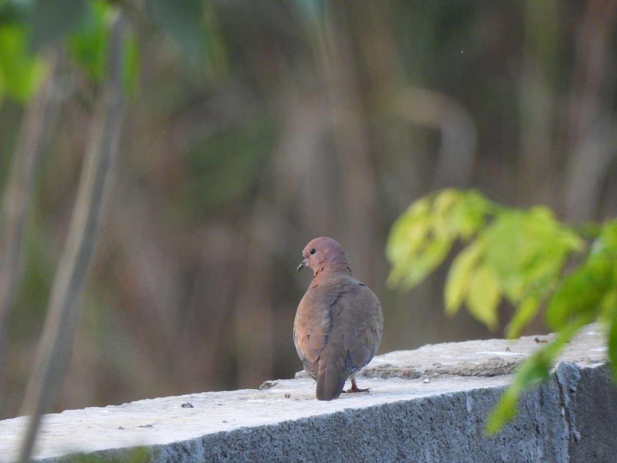 Laughing Dove - ML614687134