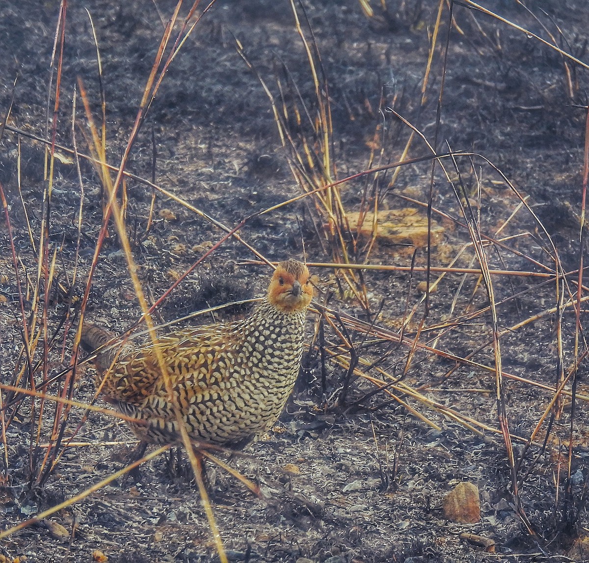 Painted Francolin - ML614687150
