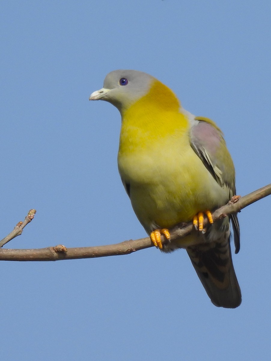 Yellow-footed Green-Pigeon - ML614687186