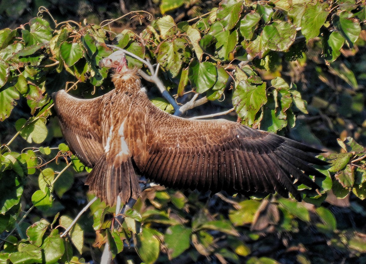 Red-headed Vulture - ML614687219
