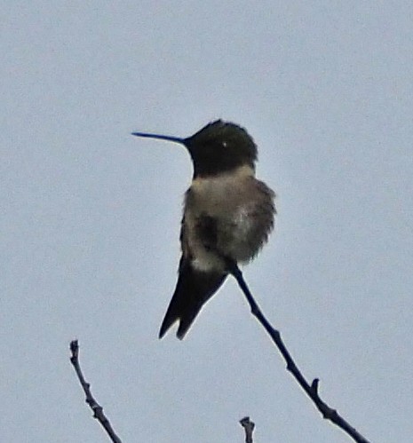 Ruby-throated Hummingbird - Gordon Johnston