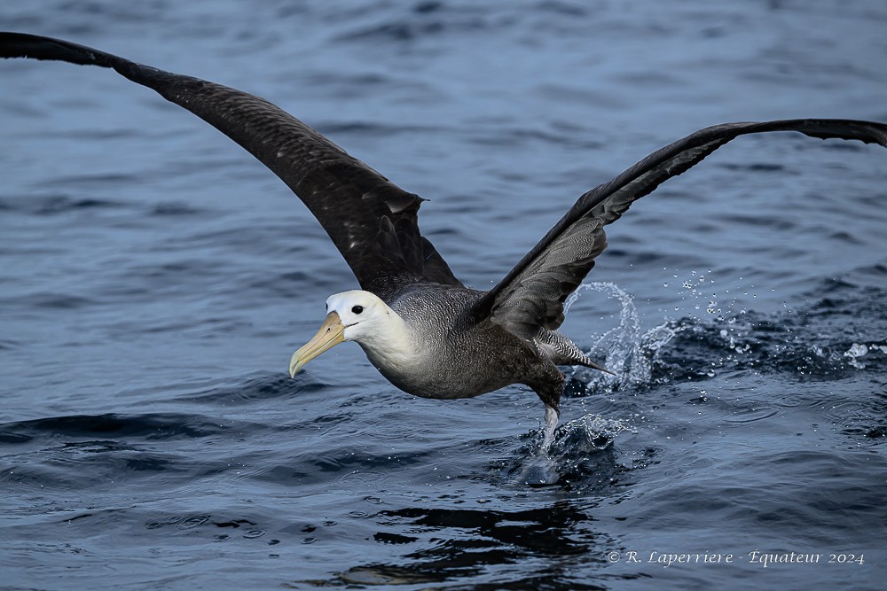Waved Albatross - René Laperrière