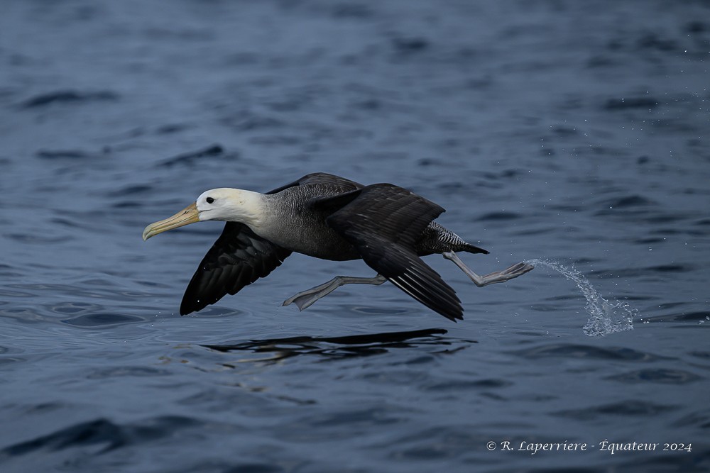 Waved Albatross - ML614687558
