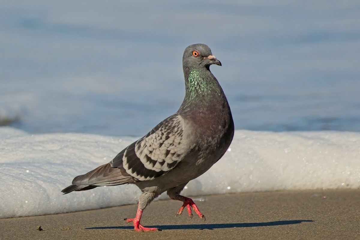 Rock Pigeon (Feral Pigeon) - ML614687601