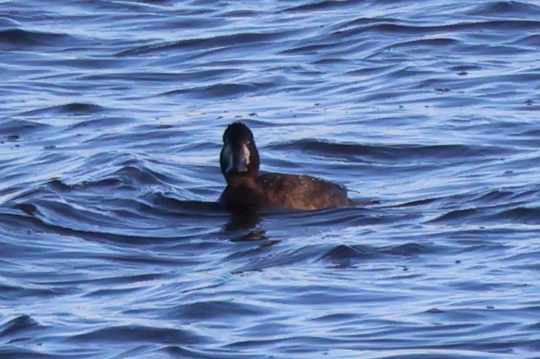 Greater Scaup - ML614687674