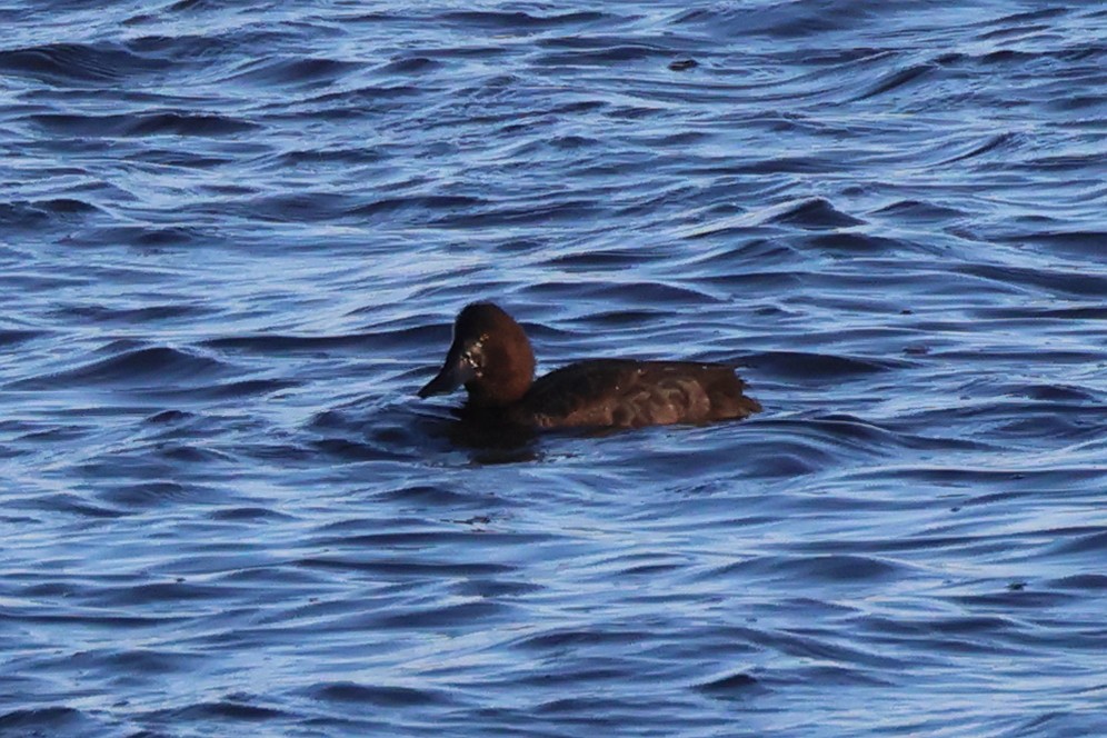 Greater Scaup - ML614687675
