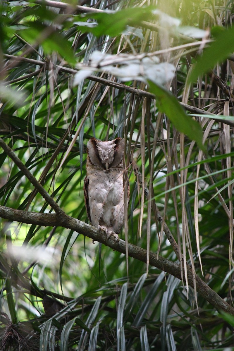 Sri Lanka Bay-Owl - ML614687729
