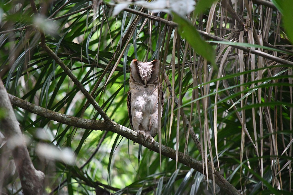 Sri Lanka Bay-Owl - ML614687760