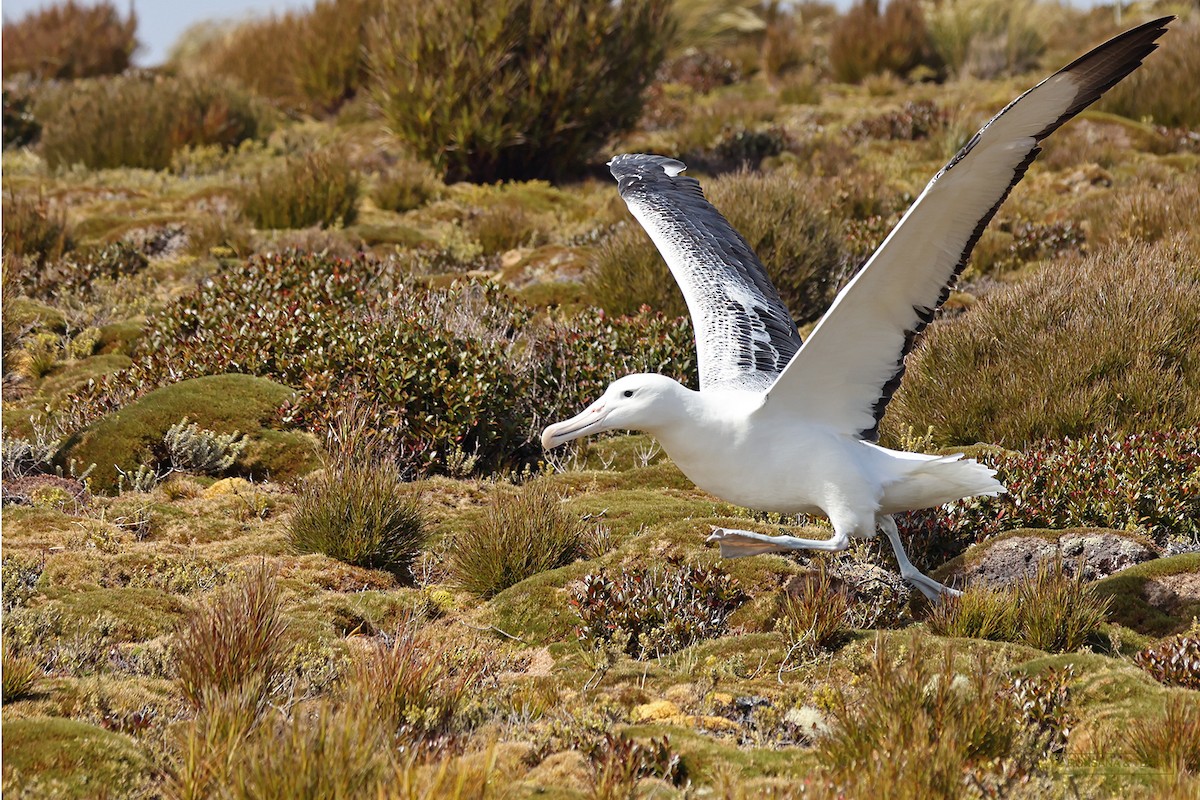 Southern Royal Albatross - Roksana and Terry