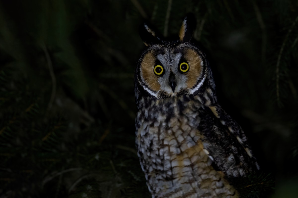 Long-eared Owl - ML614688073