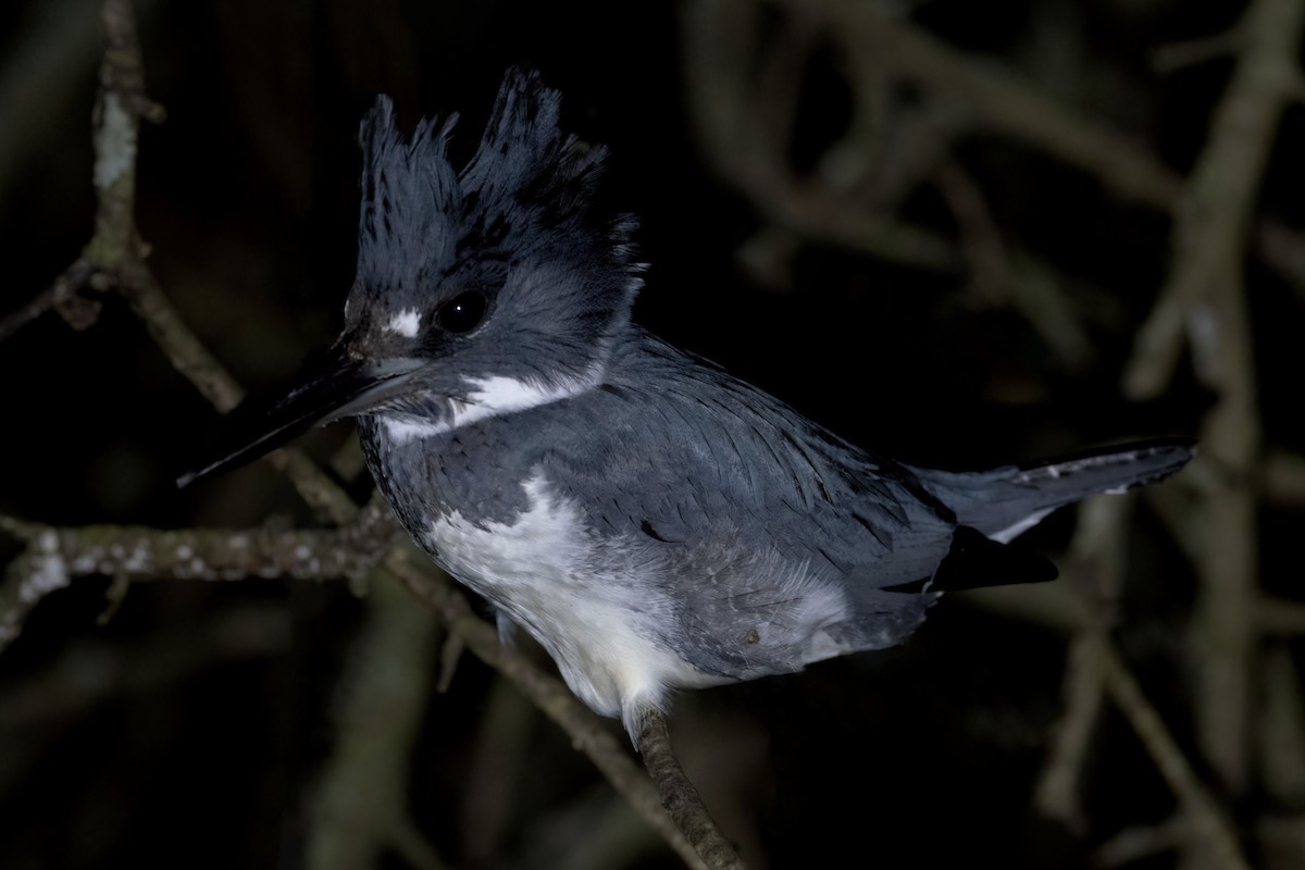 Belted Kingfisher - ML614688079