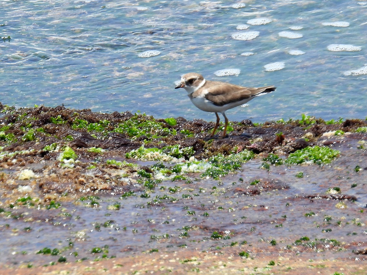 Semipalmated Plover - ML614688111