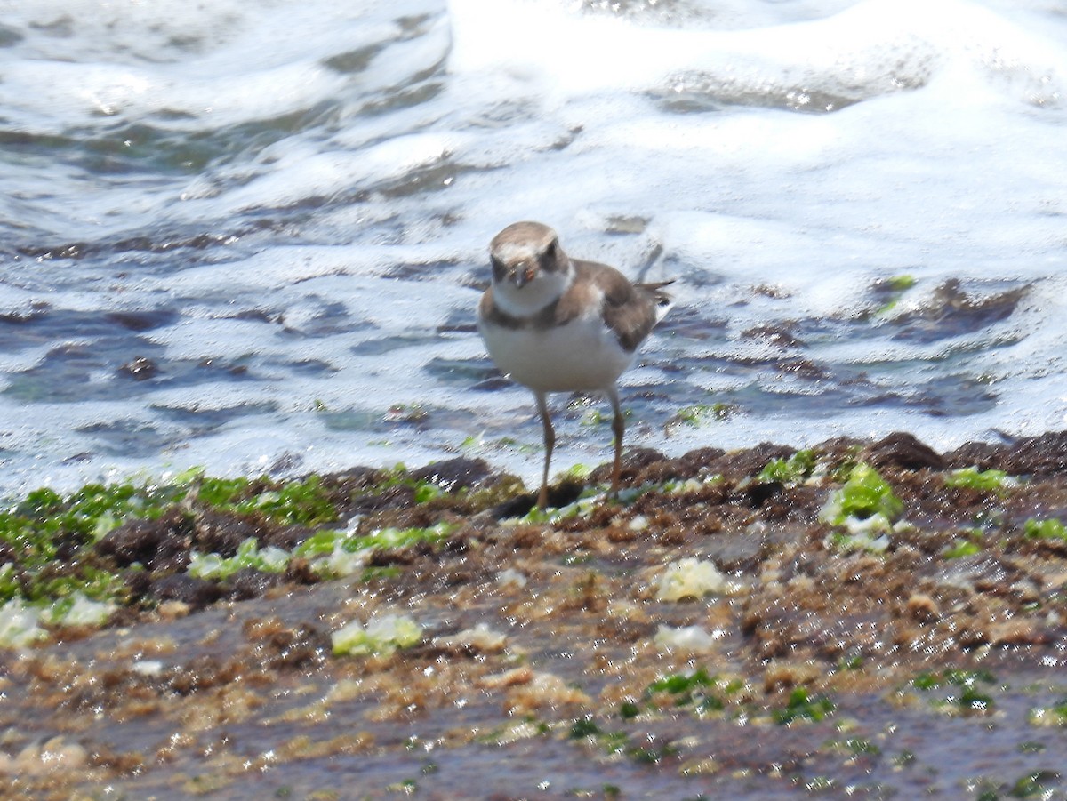 Semipalmated Plover - ML614688112