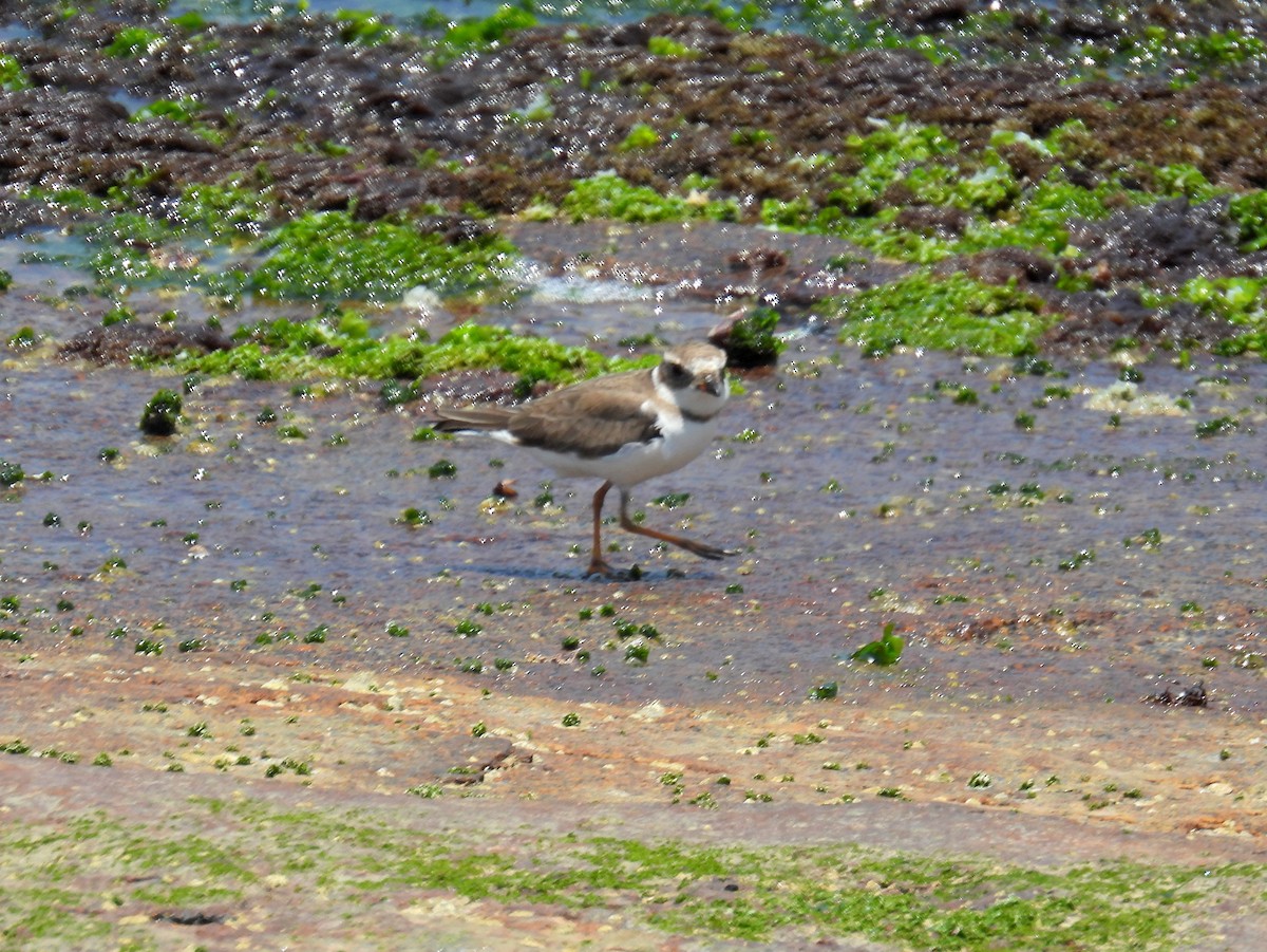 Semipalmated Plover - ML614688129