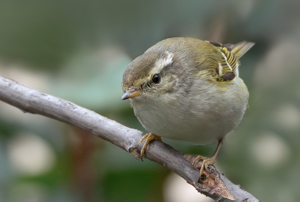 Yellow-browed Warbler - ML614688447
