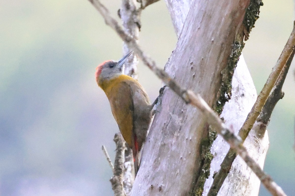 Olive Woodpecker (Southern) - ML614688455