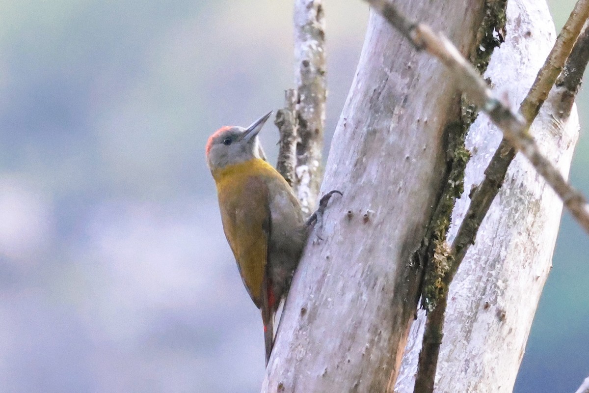 Olive Woodpecker (Southern) - ML614688462