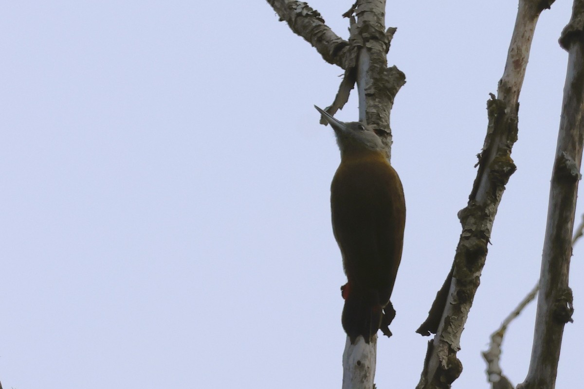 Olive Woodpecker (Southern) - ML614688468