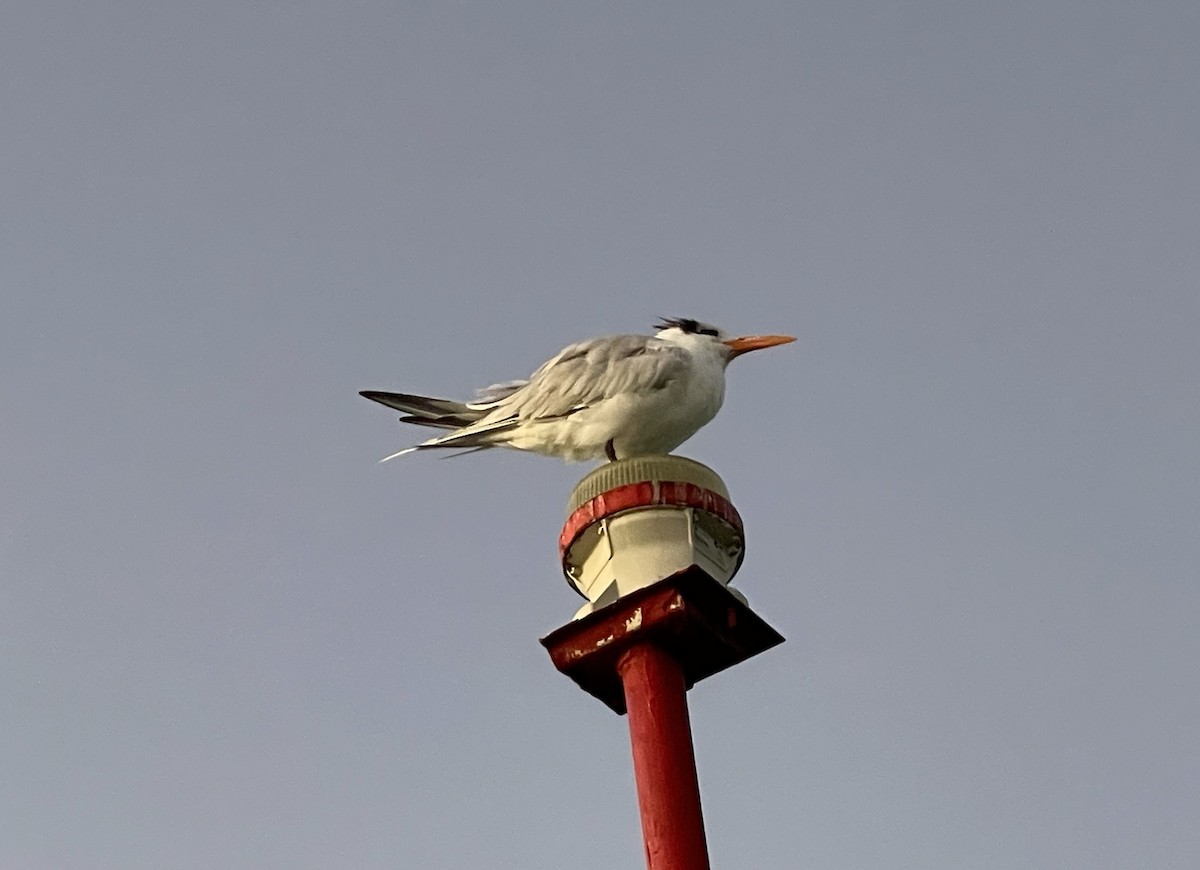 Royal Tern - Heather Krick