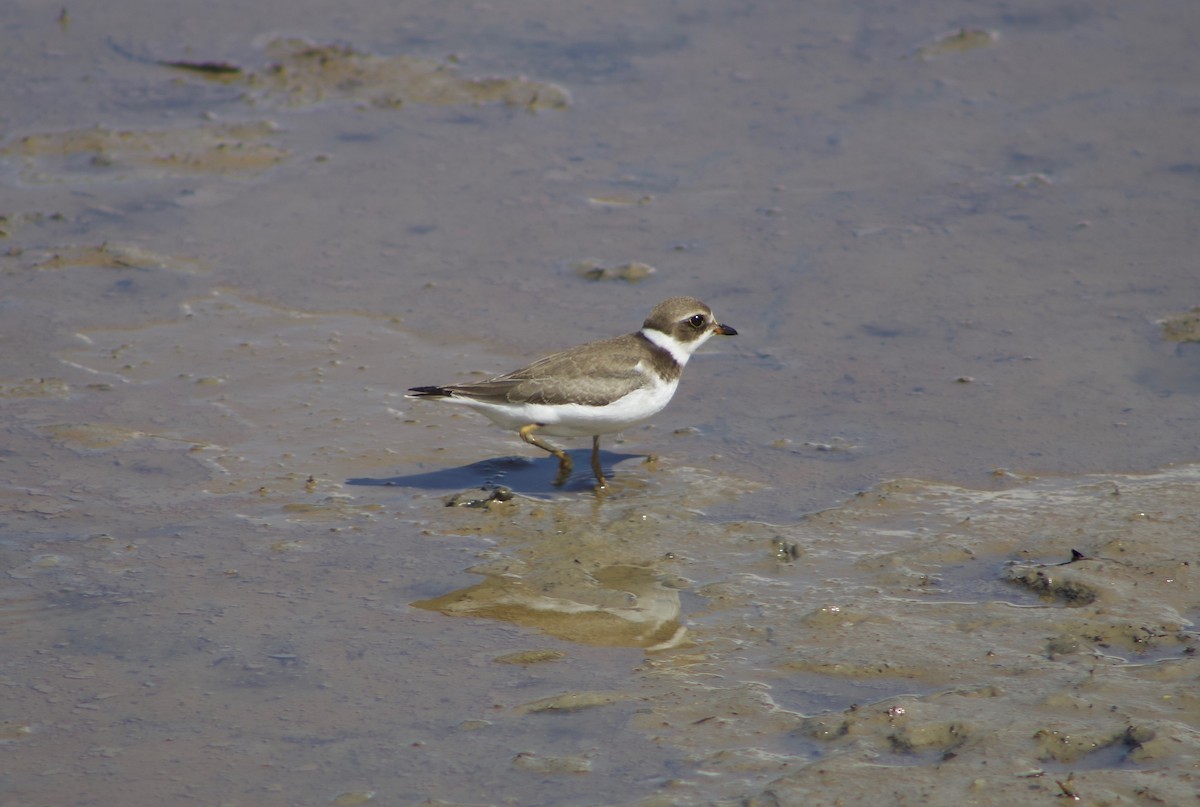 Semipalmated Plover - ML614688593