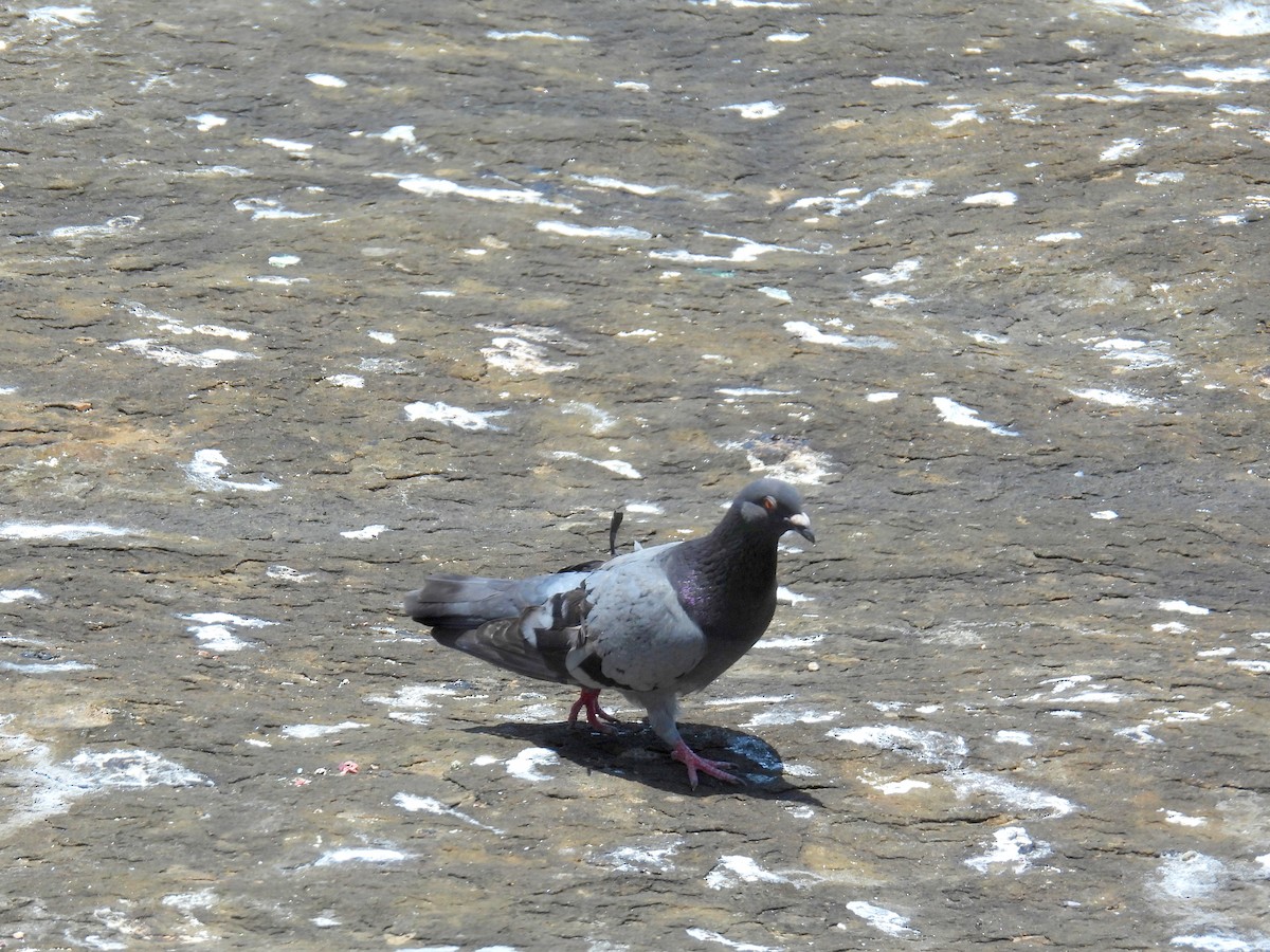 Rock Pigeon (Feral Pigeon) - ML614688641