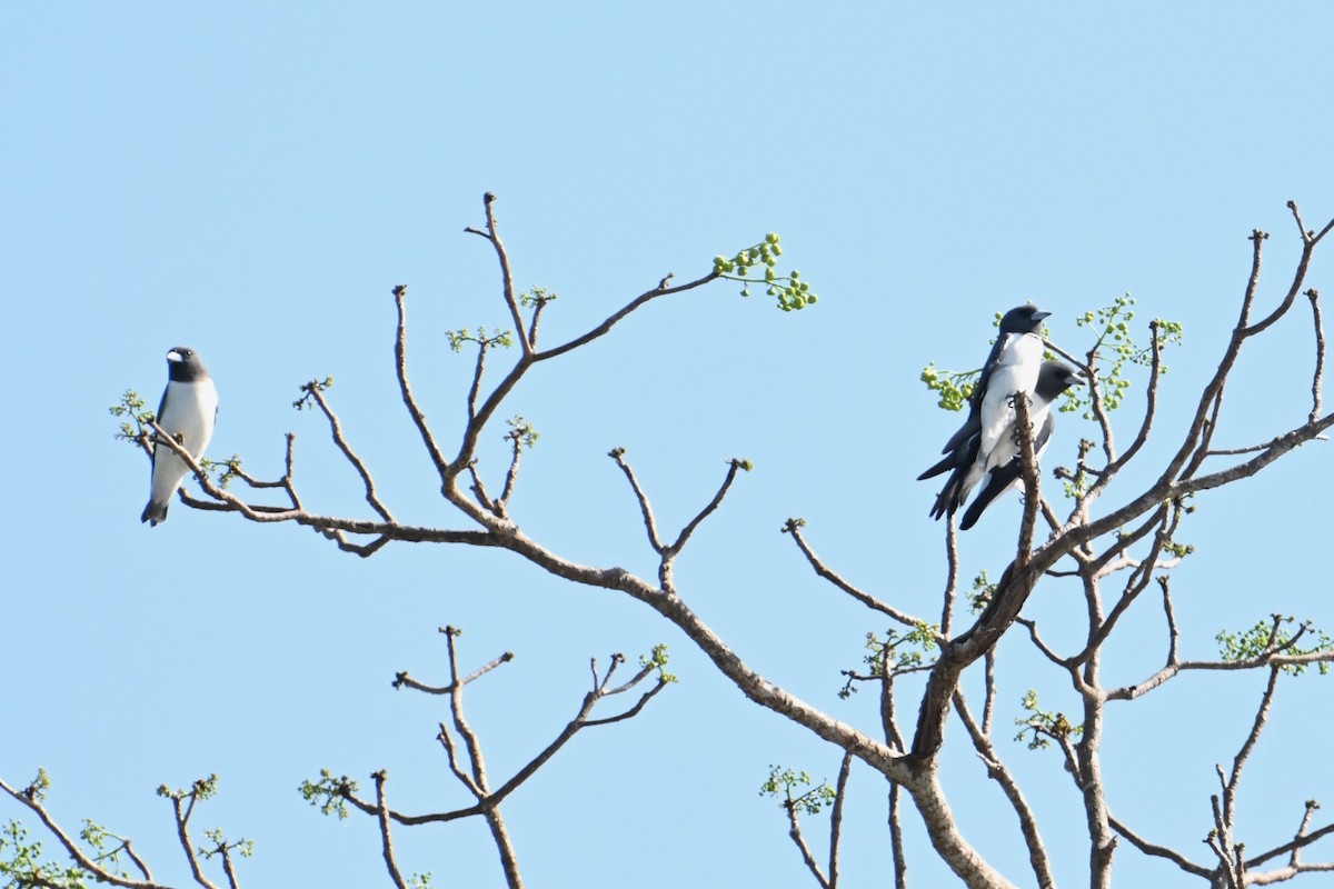 White-breasted Woodswallow - ML614689024